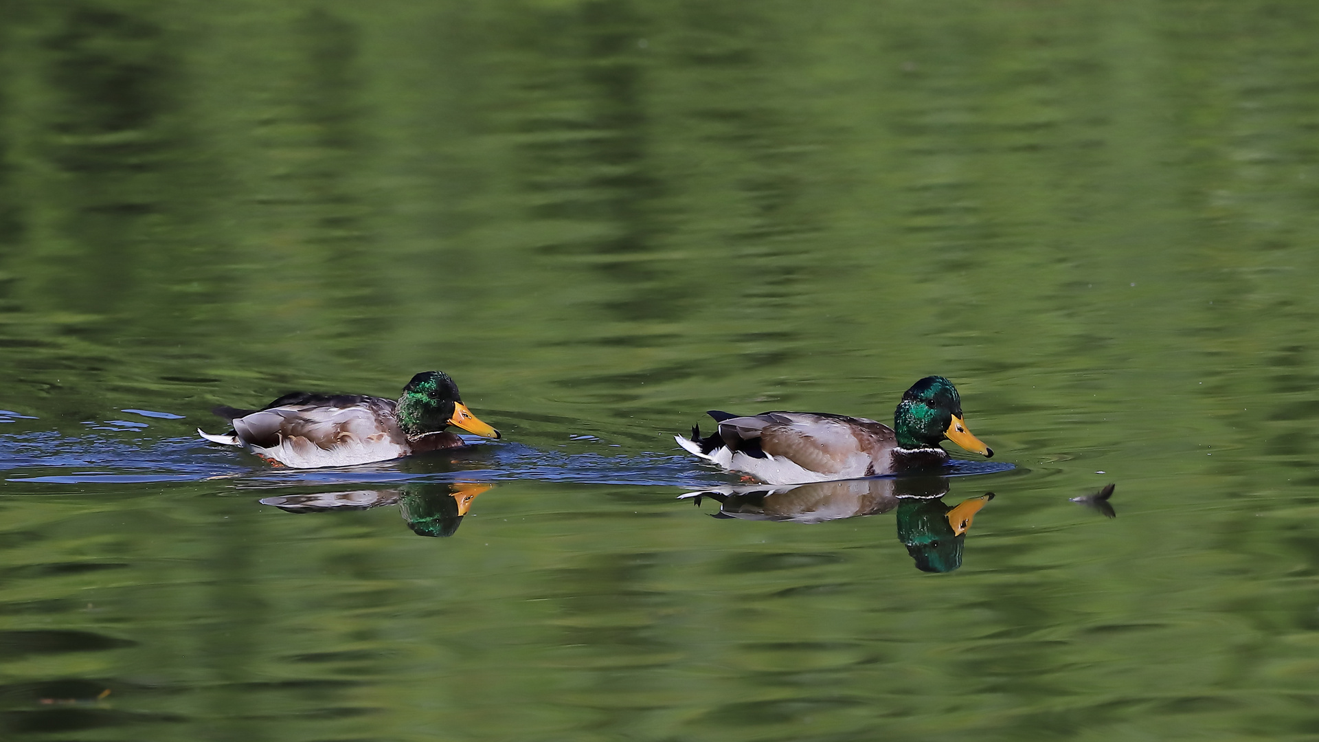 Synchrom Schwimmen