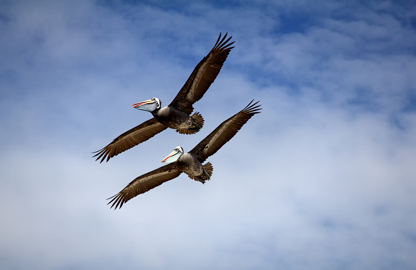 Synchron Fliegen