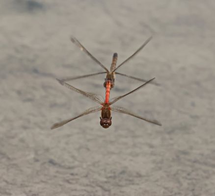 Synchron-Flieger (Doku)