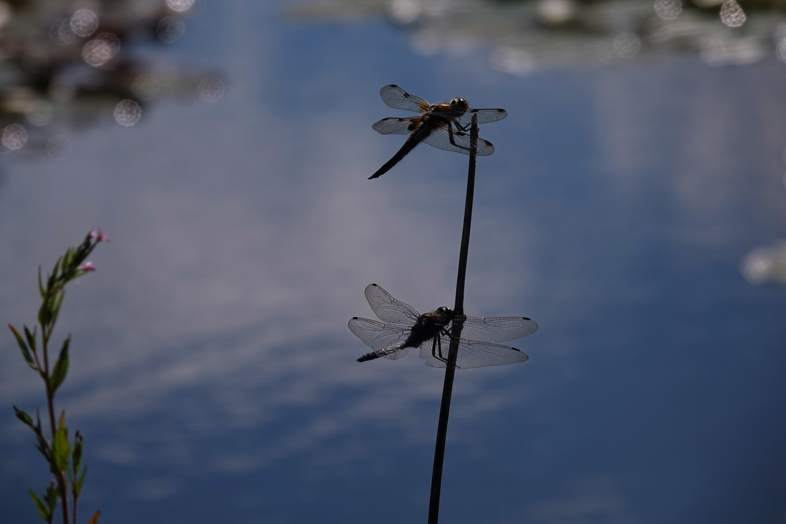 Synchron Flieger welcher Art ?