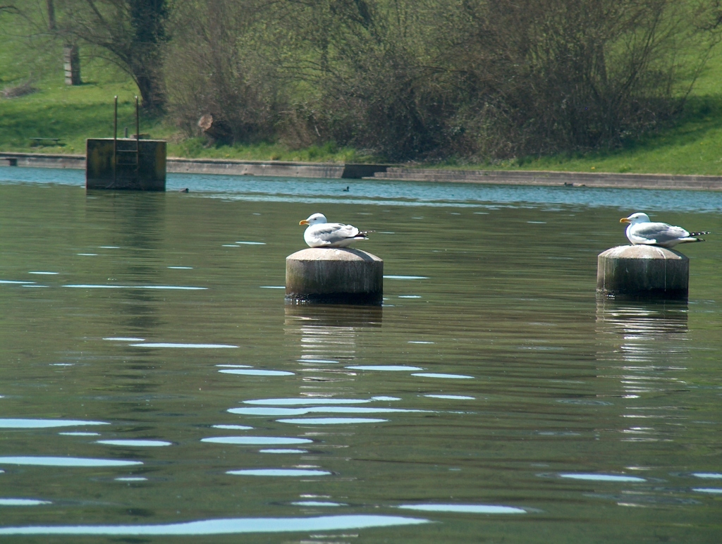 'Synchron-Sitzen', der Rhein bei CH-Rheinau