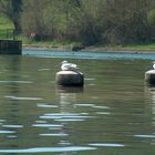 'Synchron-Sitzen', der Rhein bei CH-Rheinau