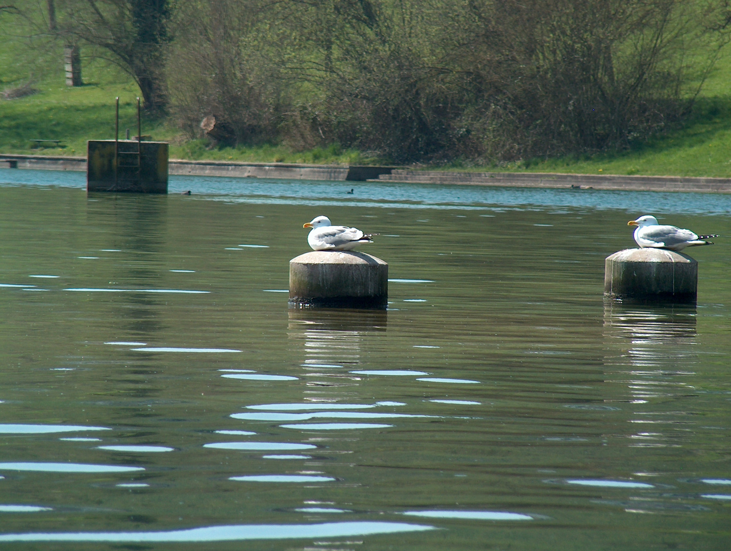 Synchron-Sitzen, der Rhein bei CH-Rheinau