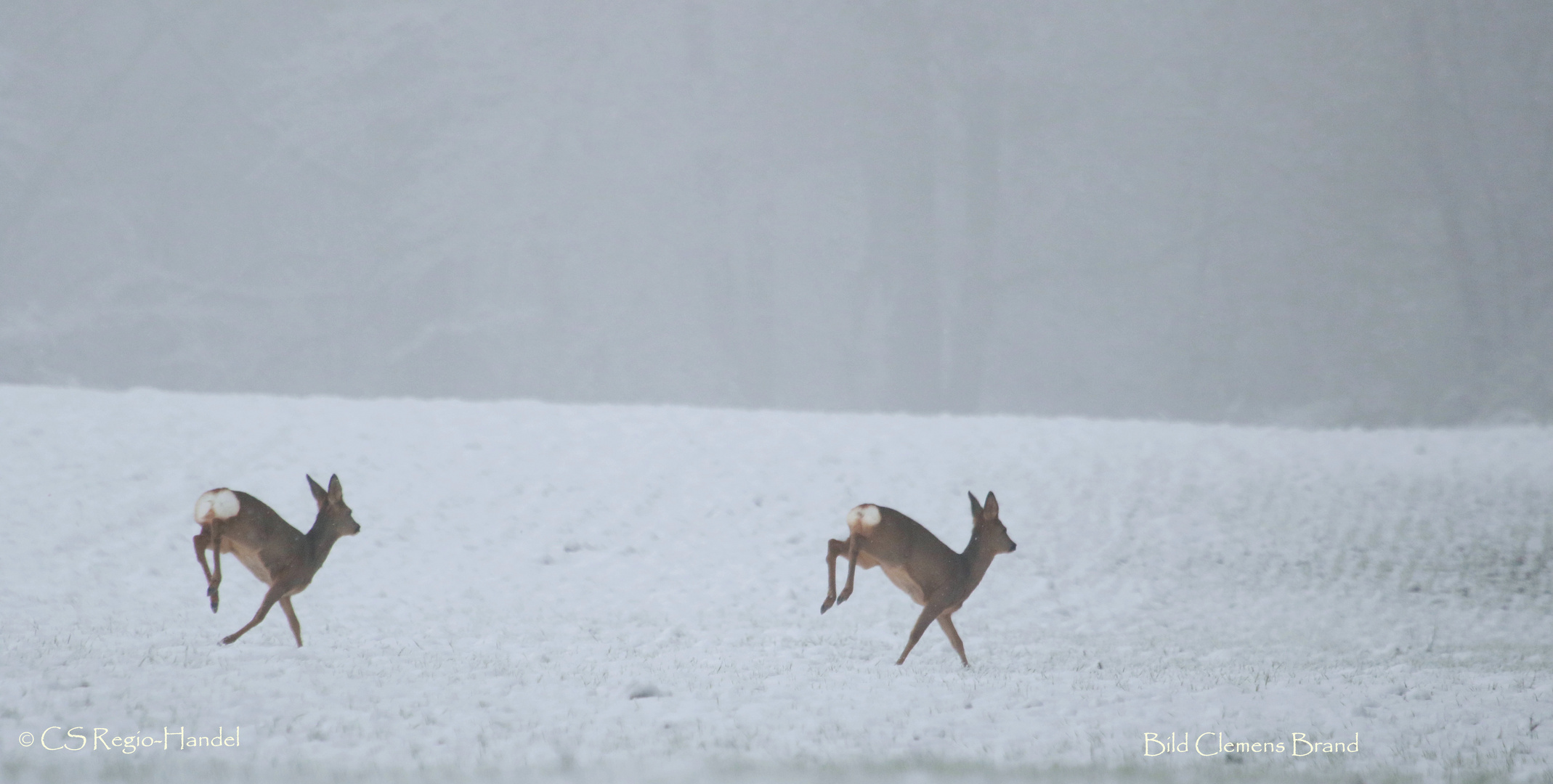 Synchron Sprung der Rehe 