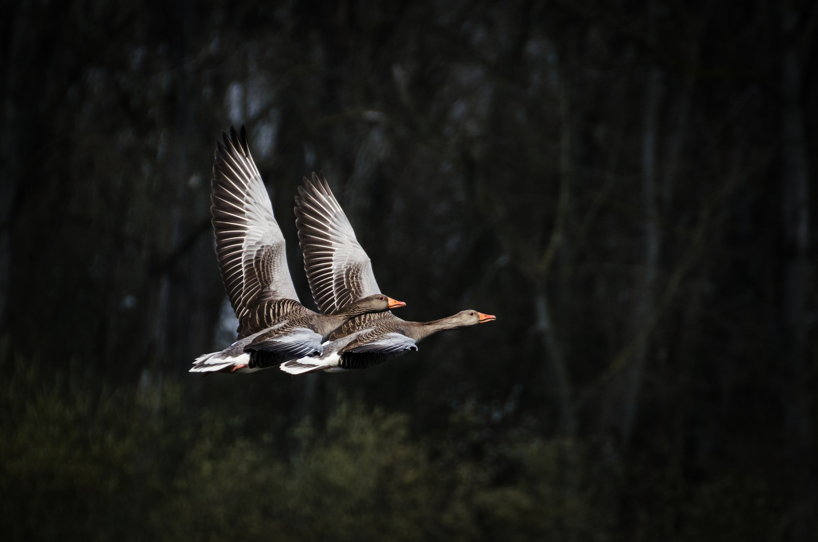 Synchronfliegen