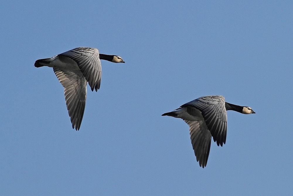 Synchronfliegen # 1