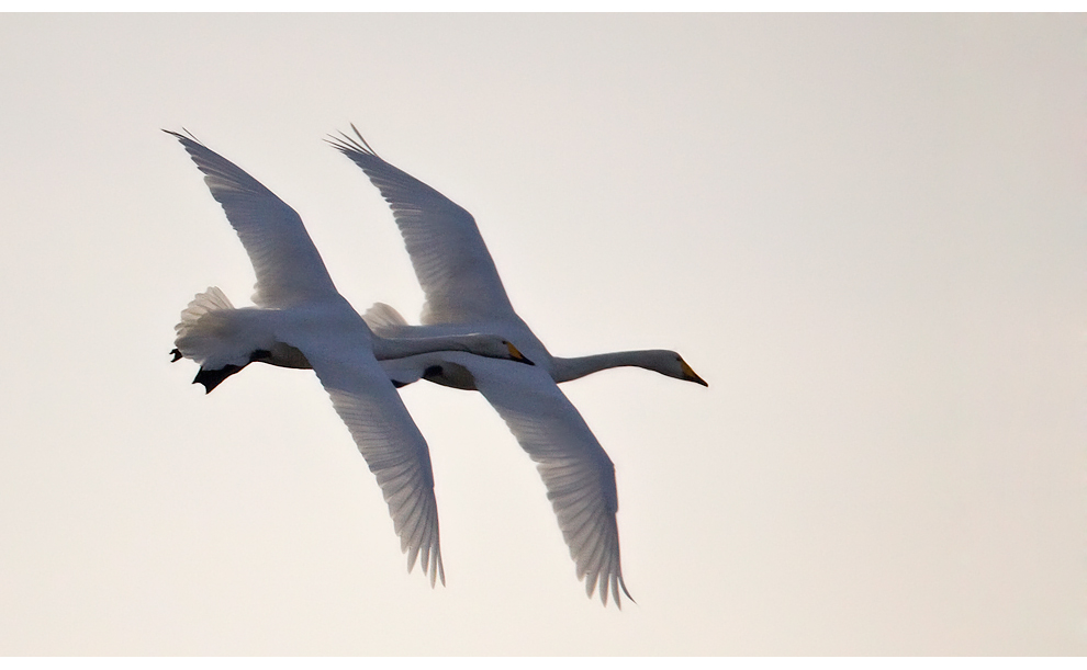 Synchronfliegen..