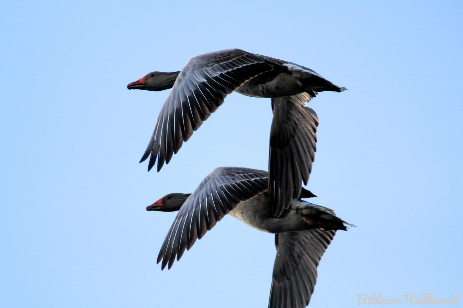 Synchronfliegen 