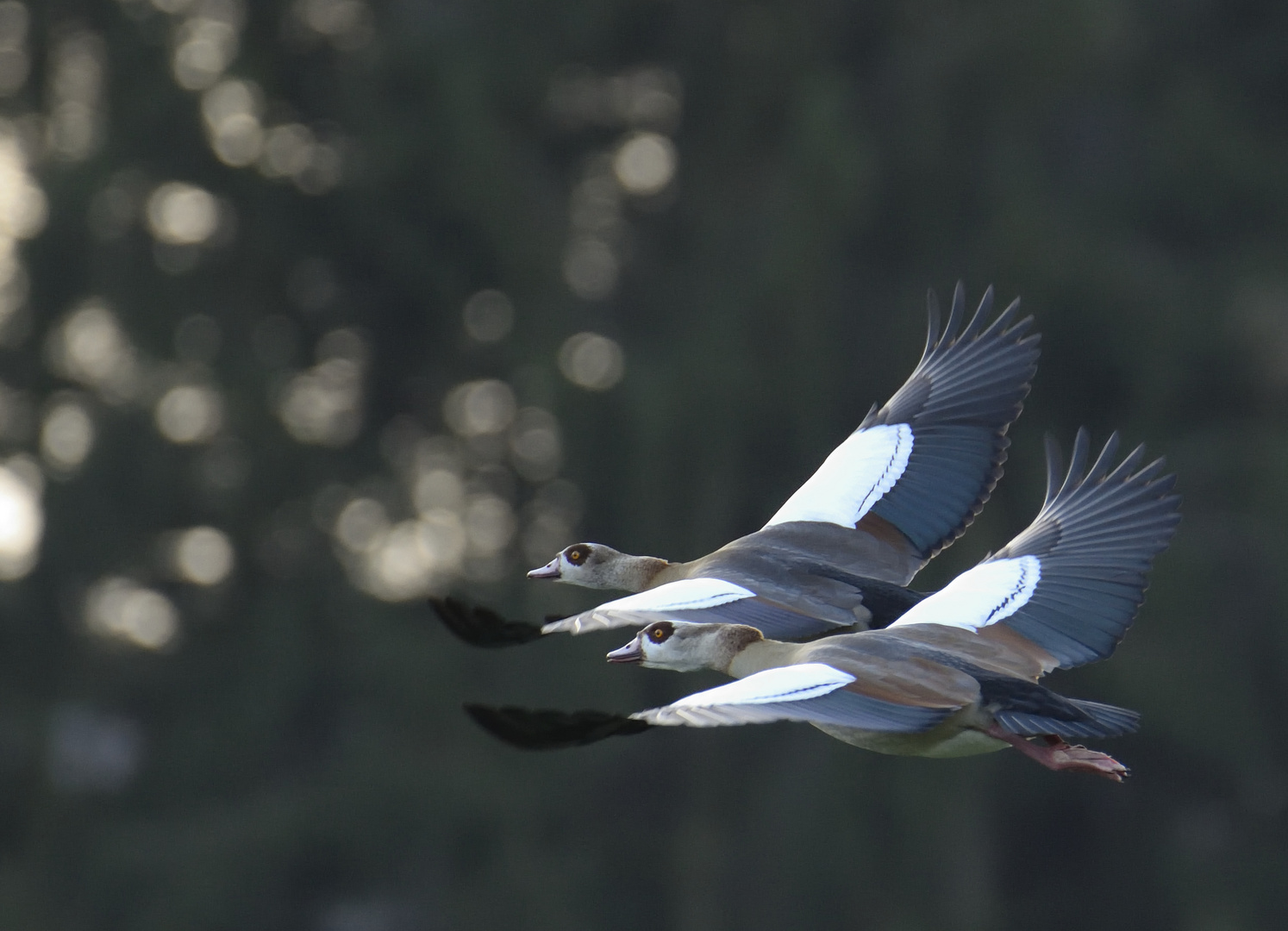 Synchronfliegen