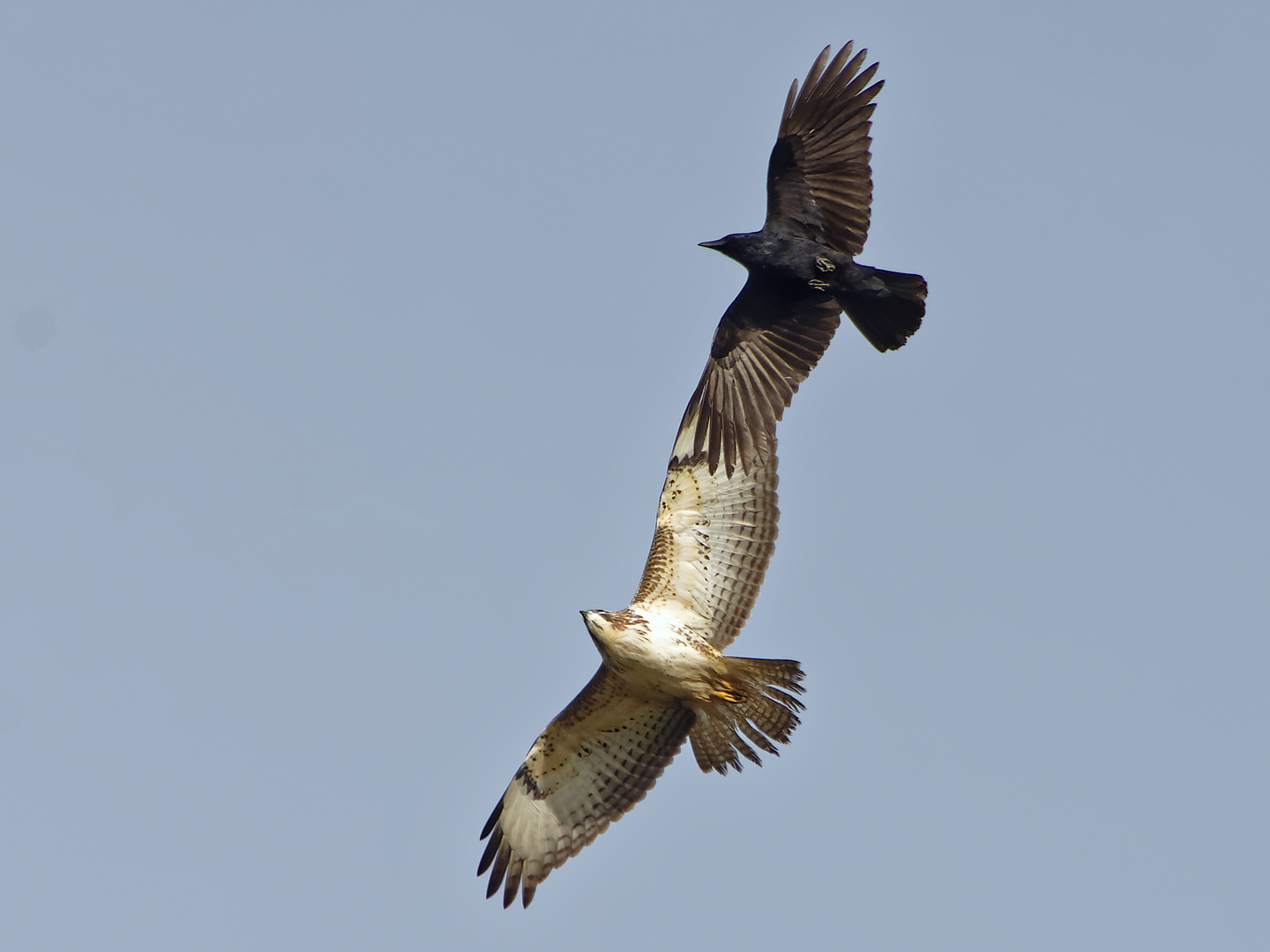 Synchronfliegen