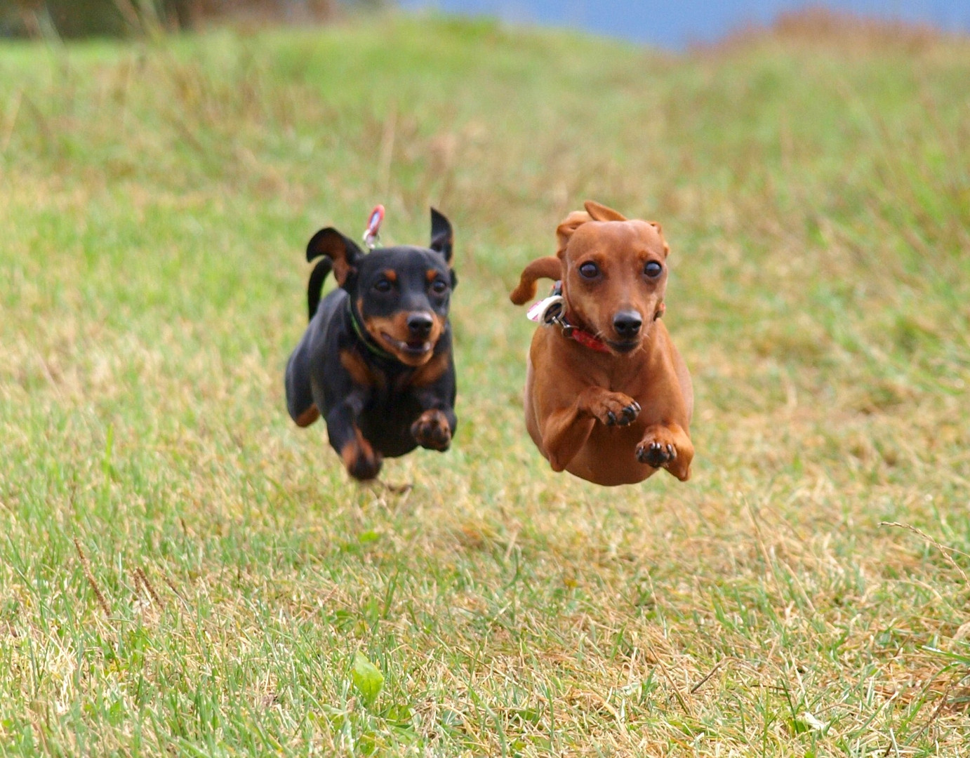 Synchronfliegen