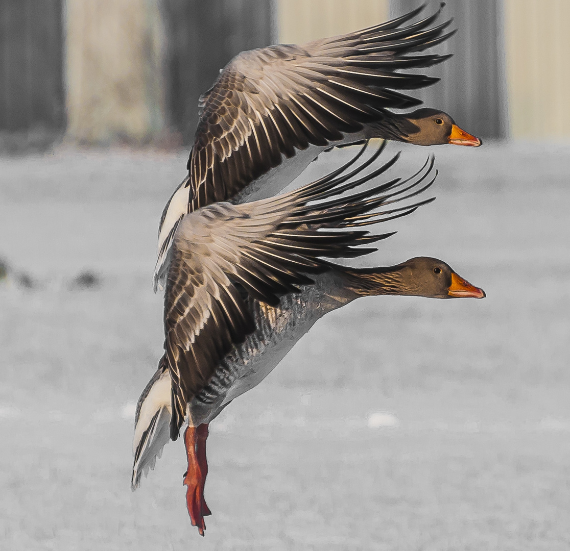 Synchronfliegen