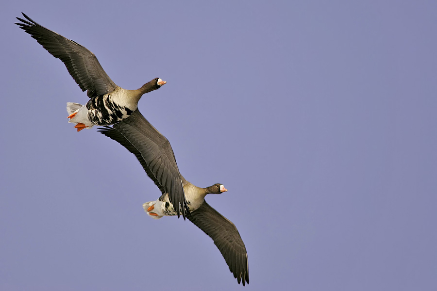 Synchronfliegen am Steinhuder Meer