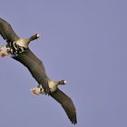 Synchronfliegen am Steinhuder Meer