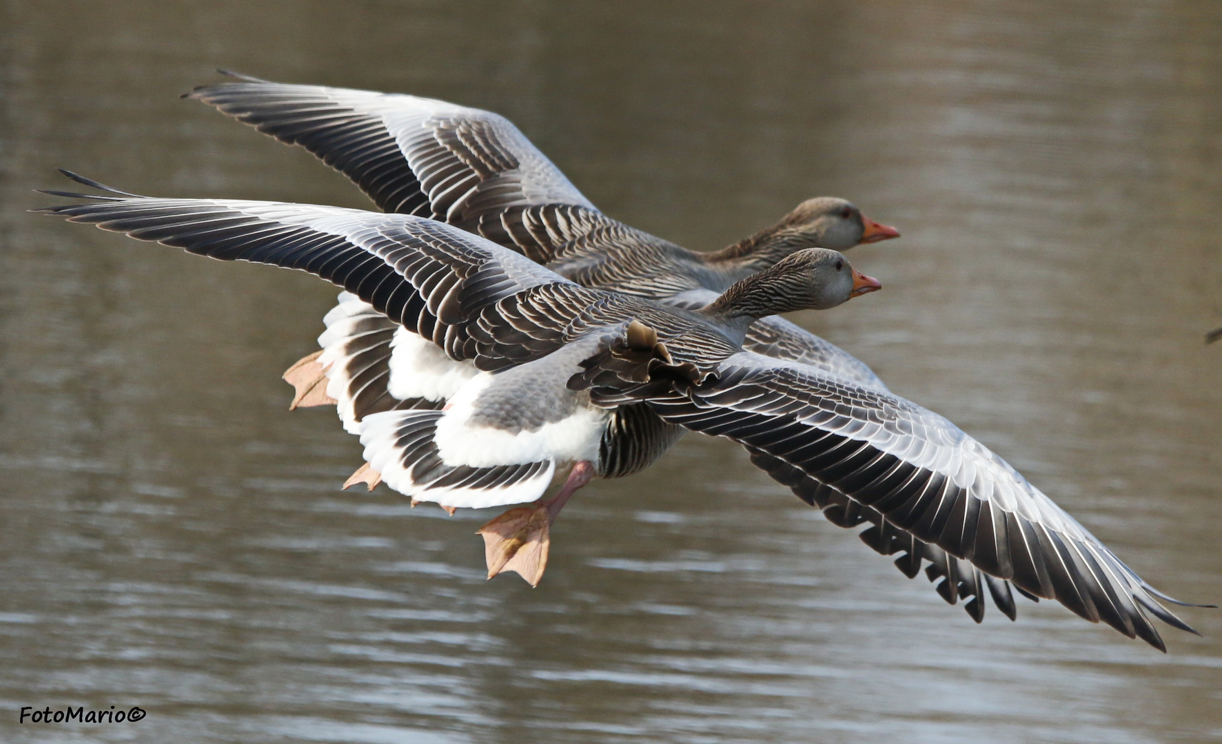 Synchronfliegen !!