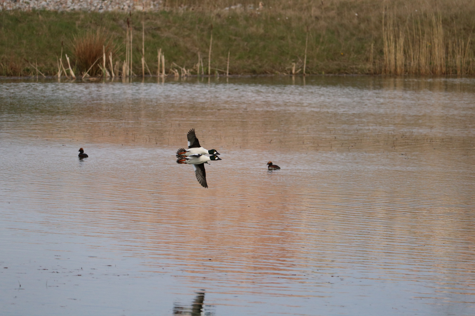 Synchronfliegen 