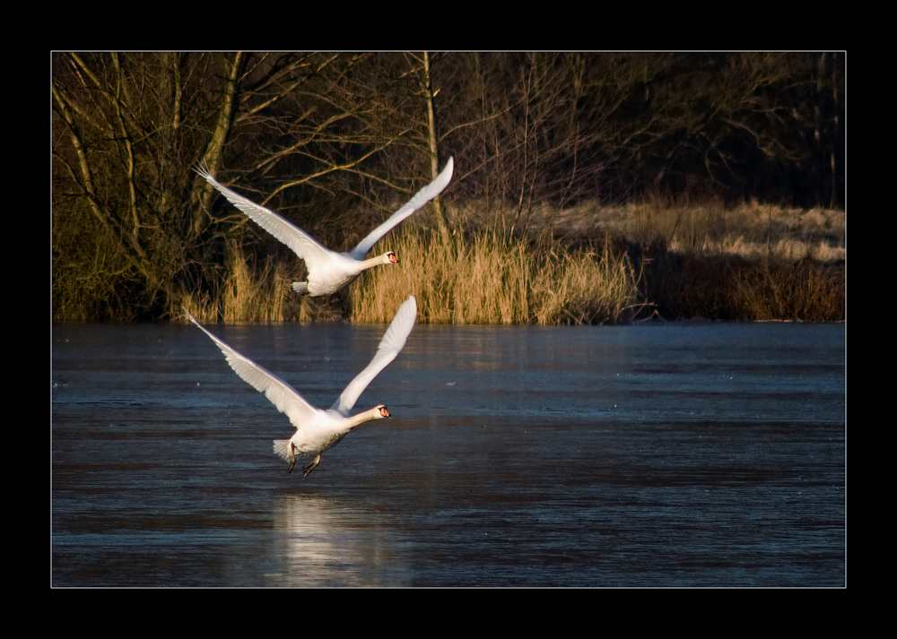 Synchronfliegen