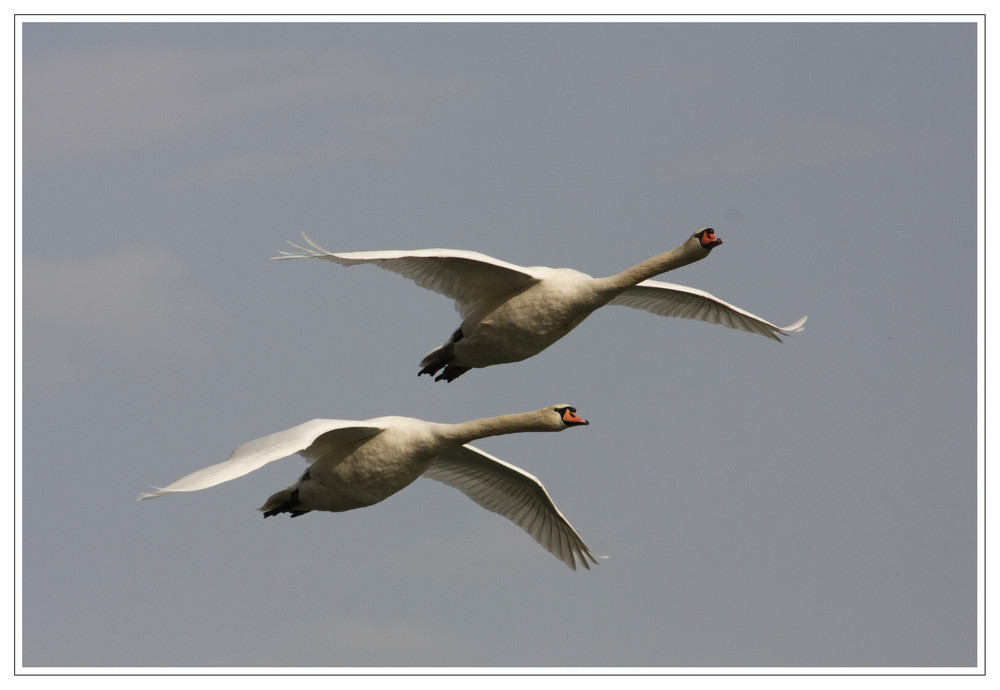 Synchronfliegen