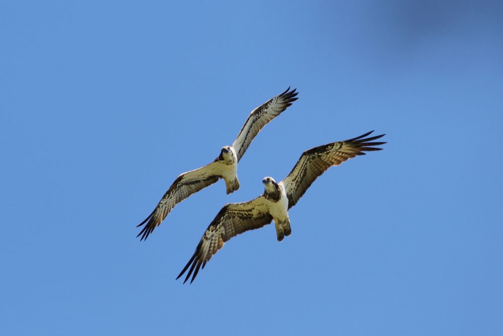 Synchronfliegen - erste Flugstunden