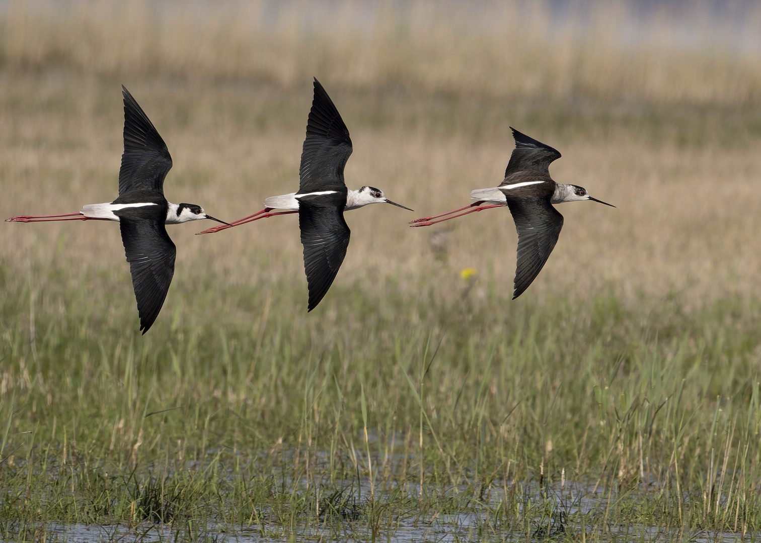 Synchronfliegende Stelzenläufer