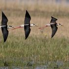 Synchronfliegende Stelzenläufer