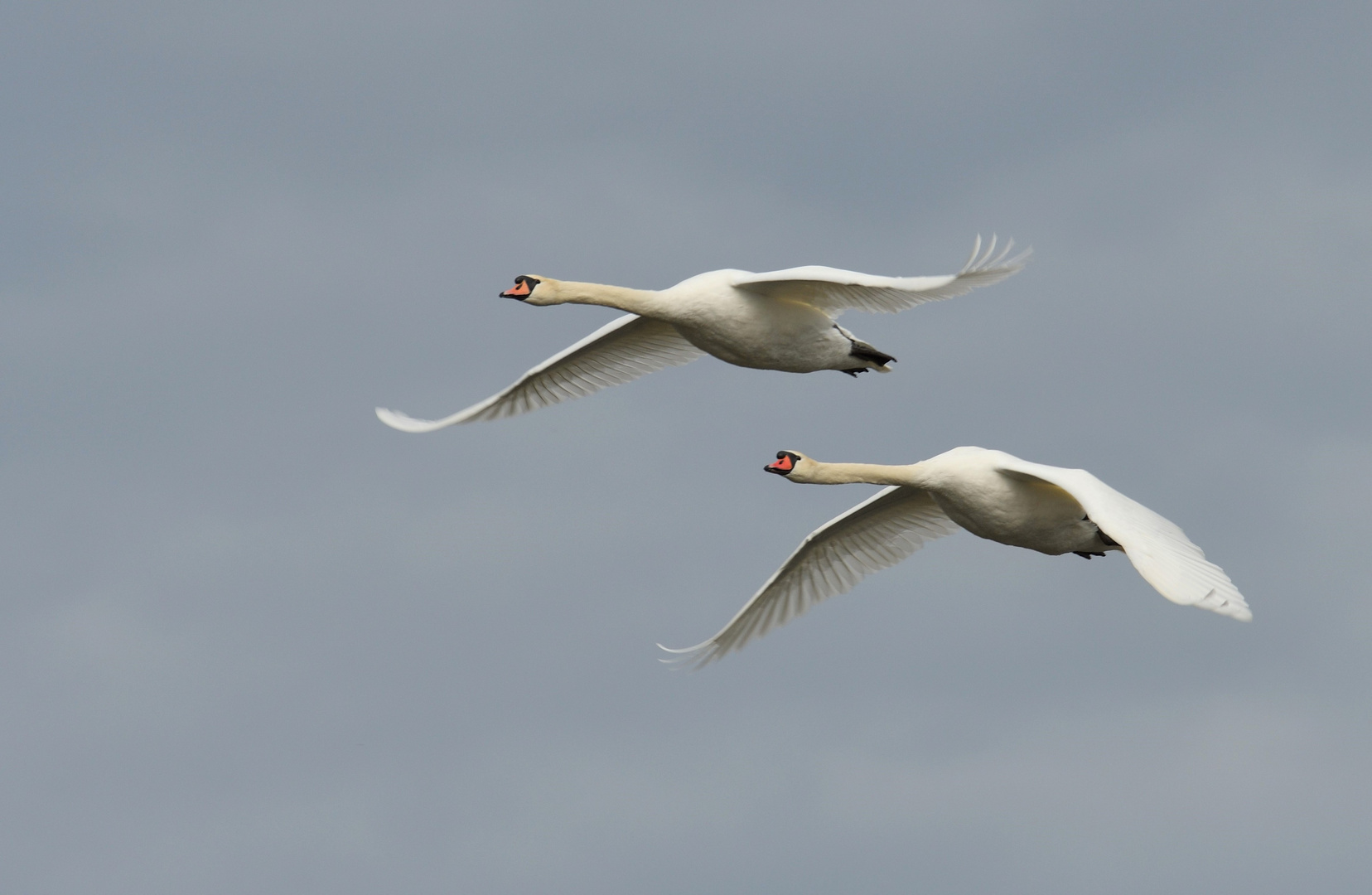 Synchronflieger