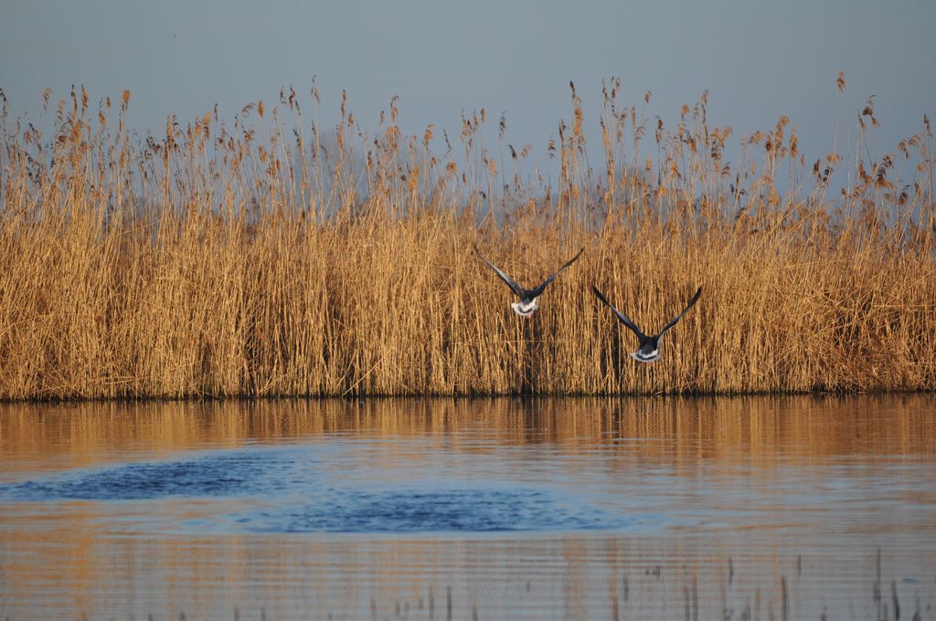 Synchronflug