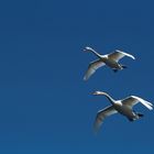 Synchronflug