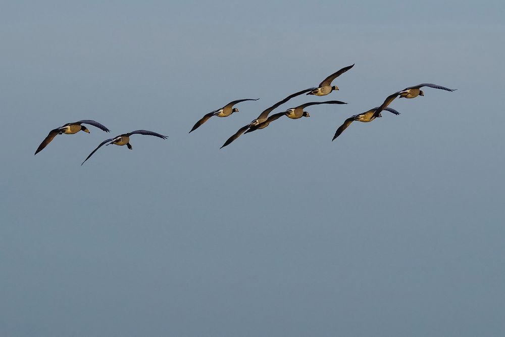 Synchronflug