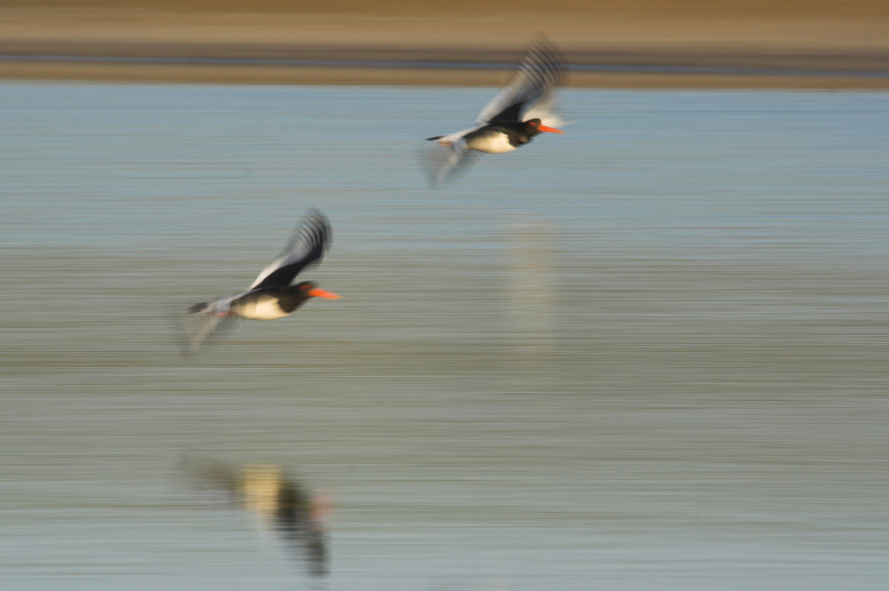 Synchronflug