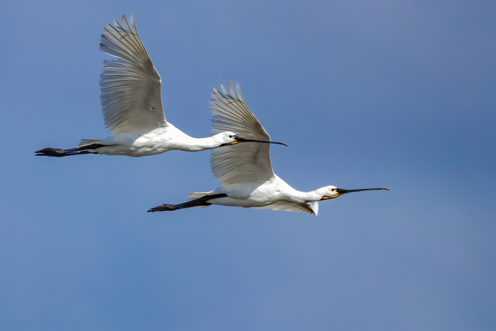 Synchronflug