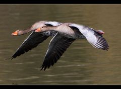 Synchronflug