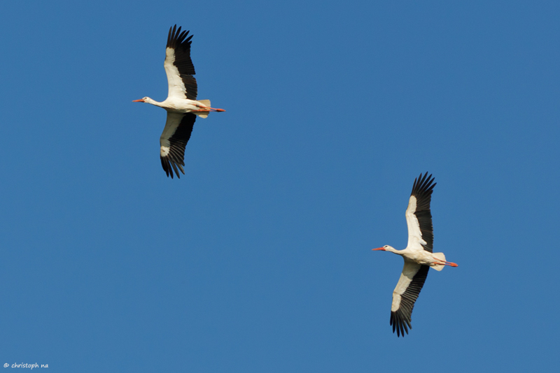 Synchronflug