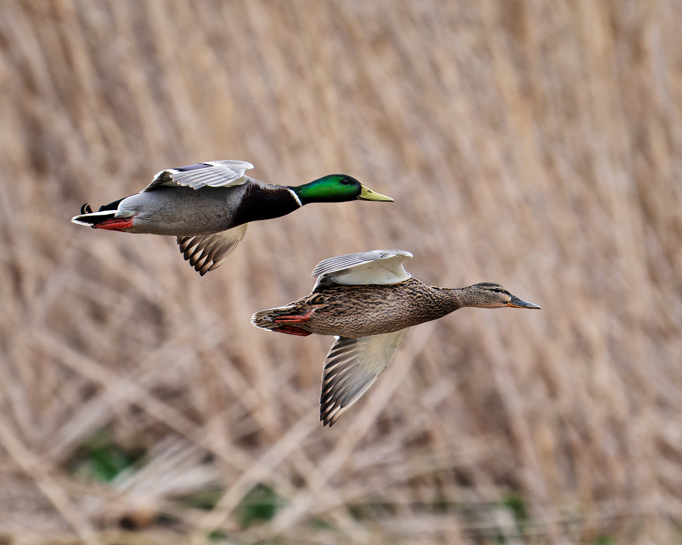 Synchronflug ...