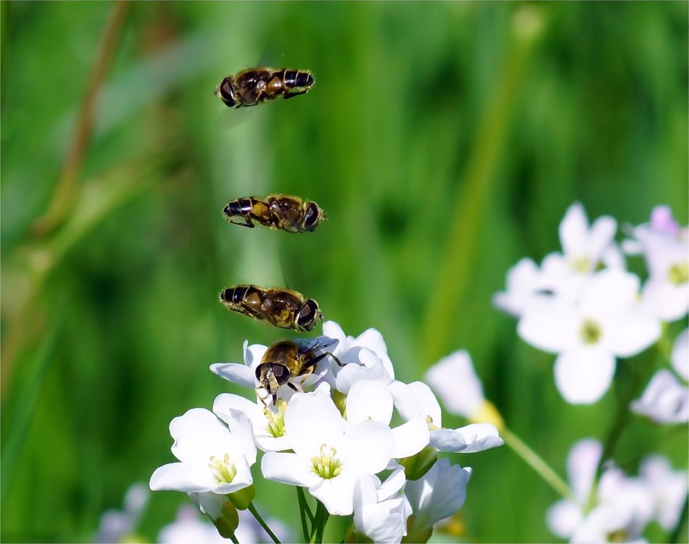 Synchronflug