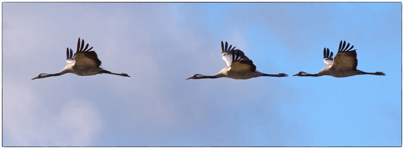 Synchronflug