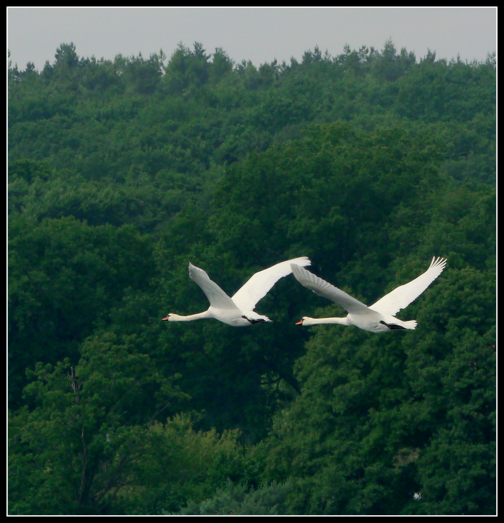 Synchronflug