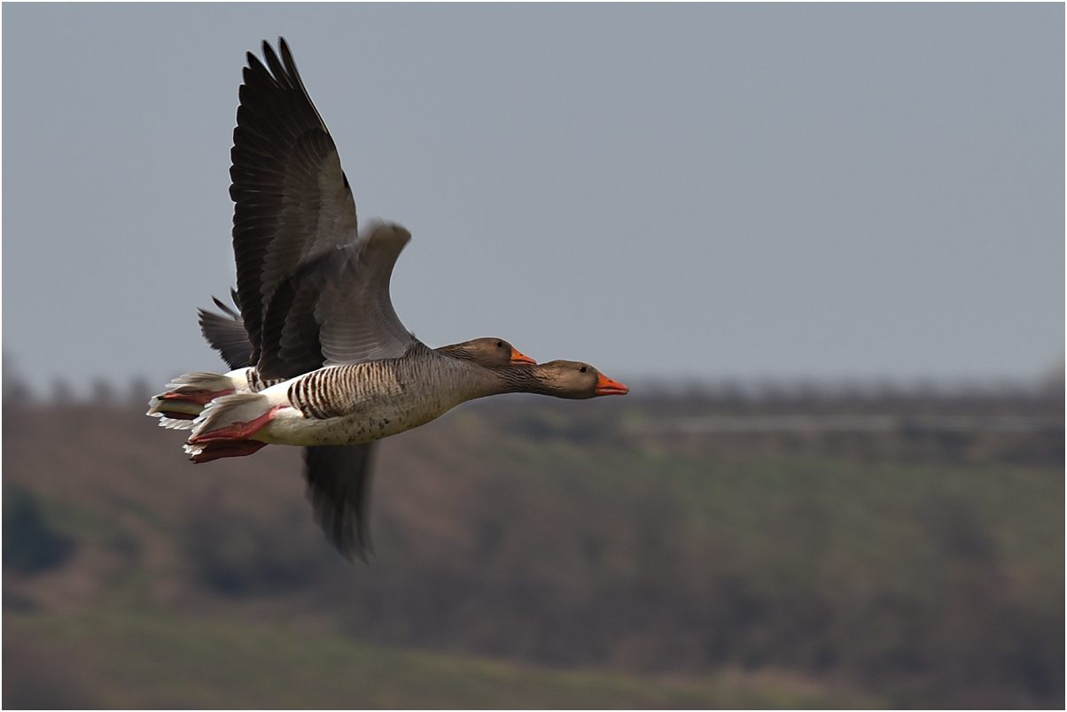 Synchronflug