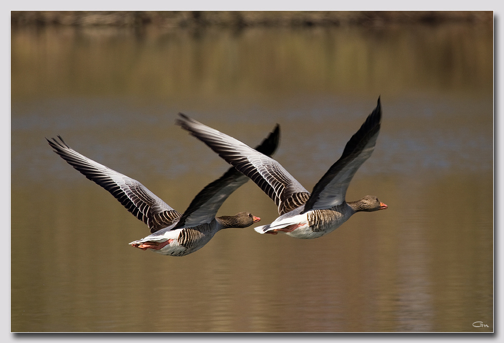 Synchronflug