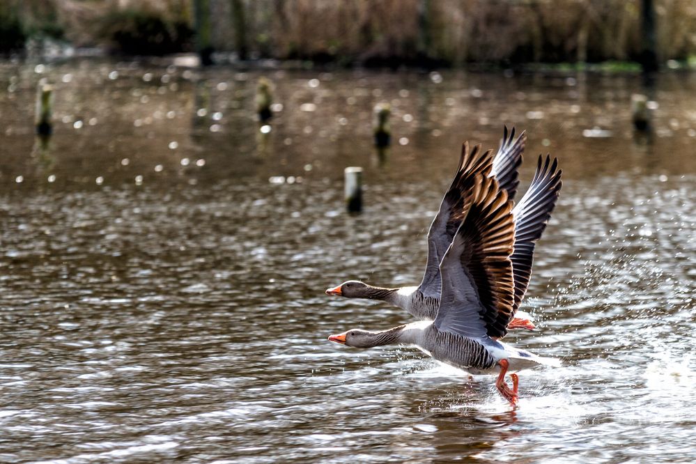 Synchronflug