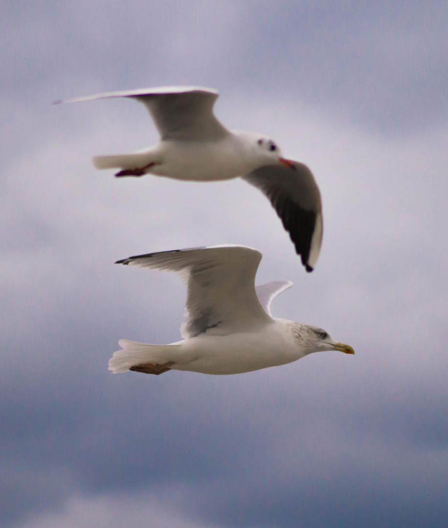 Synchronflug