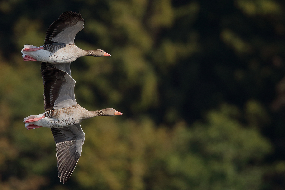 Synchronflug