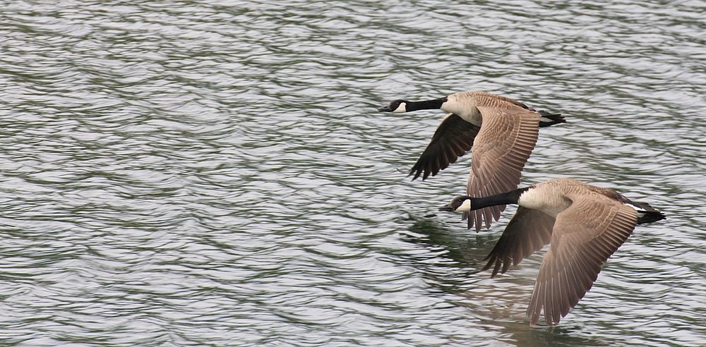 Synchronflug