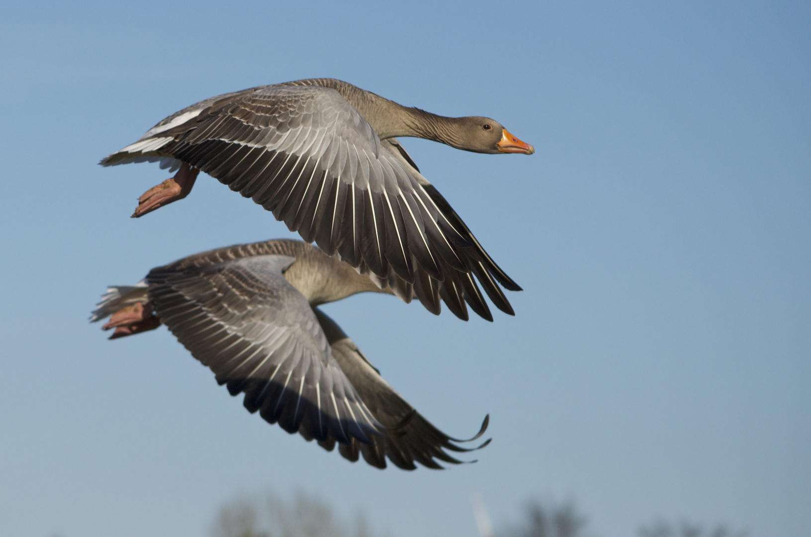 Synchronflug der Graugänse