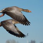 Synchronflug der Graugänse