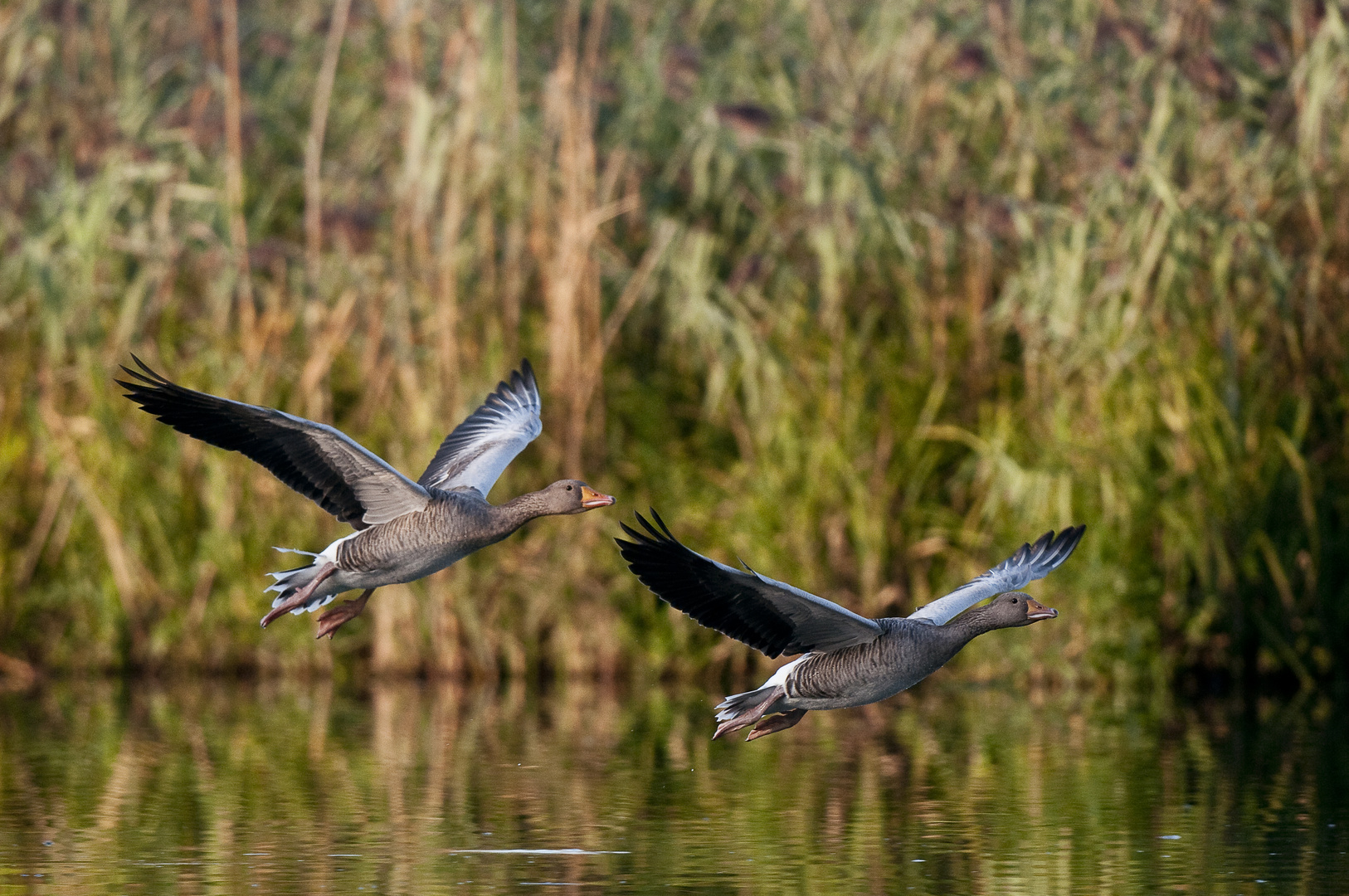 Synchronflug der Graugänse