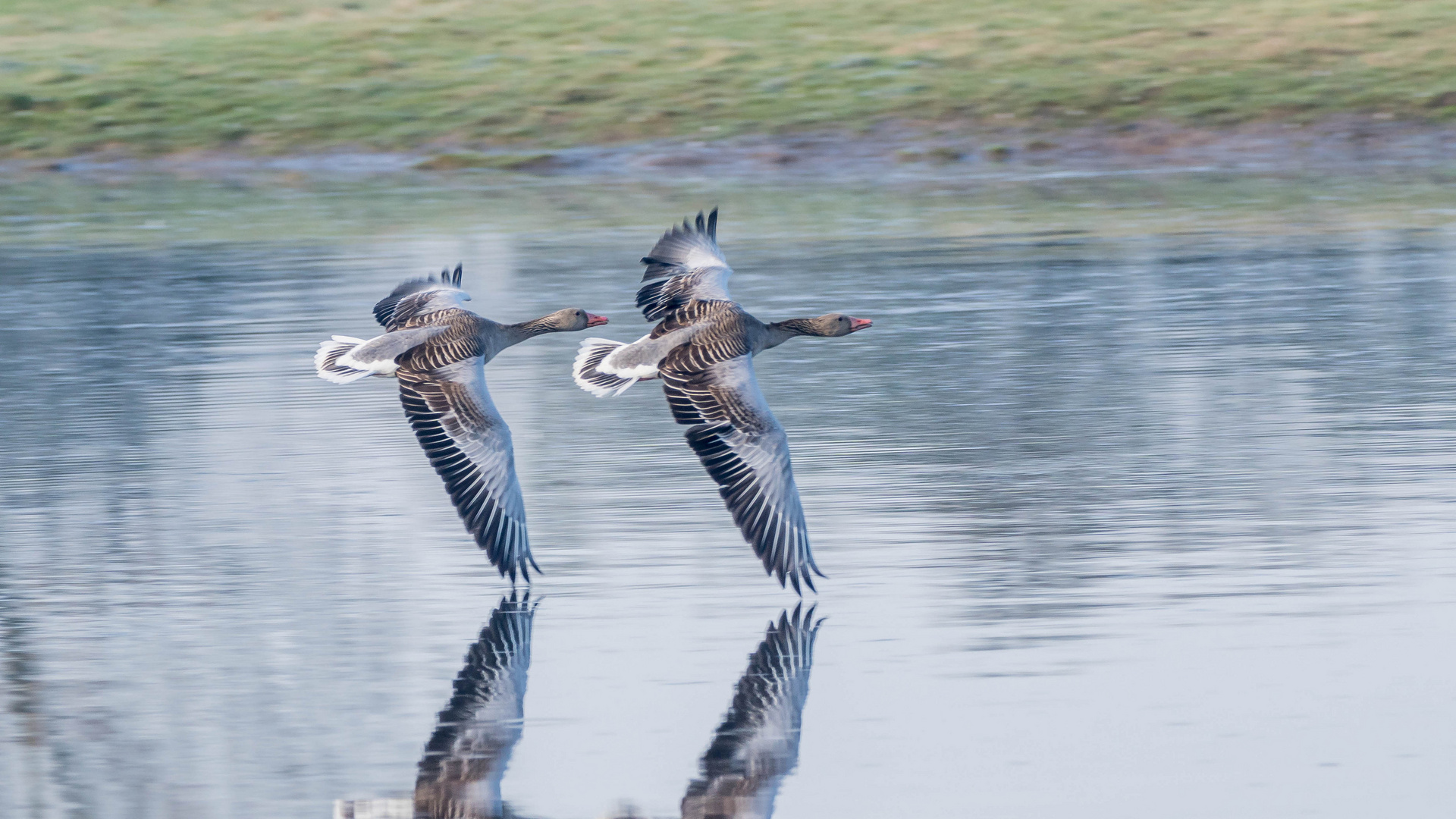 Synchronflug der Graugänse