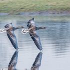 Synchronflug der Graugänse