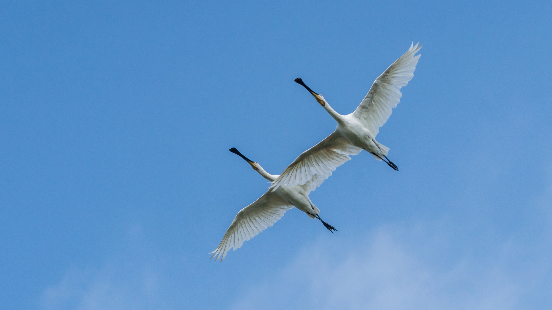 Synchronflug der Löffler