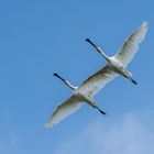 Synchronflug der Löffler